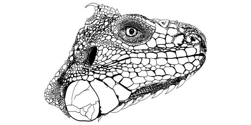 Iguana Sketch Head Vector Graphics Black and White Drawing Pen Ink Monochrome Illustration