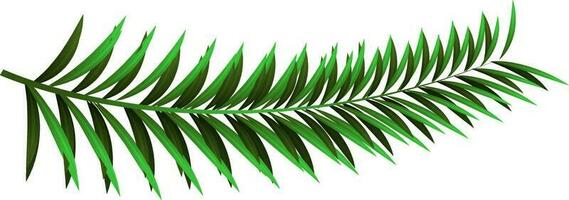 Realistic pine leaves on white background. vector