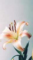 Amazing Image of Blossom Soft Lily Flower. . photo