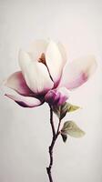 Amazing Image of Natural Multi Color Magnolia Flower. . photo