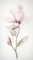 Amazing Image of White Magnolia Flower Branch. . photo