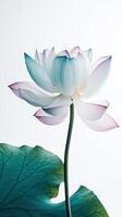 Amazing Image of Natural Multi Color Lotus Flower with Leaf. . photo