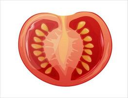 rebanada de tomate en un aislado antecedentes. rebanado vegetal. vector