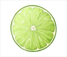 Fresh cut lime isolated on white background. Green citrus fruit. Vector illustration of lime slice