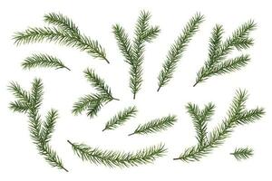conjunto de verde abeto, pino ramas en un blanco antecedentes. vector mullido Navidad árbol sucursales. adecuado para decoración, nuevo año decoración diseño