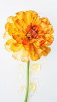 Stunning Macro Shots of Water Droplets Orange Carnation Flower. . photo