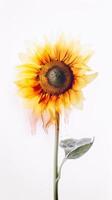 Watercolor Beautiful Sunflower Drawing Vertical Background. . photo