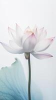 Amazing Image of White Lotus Flower with Leaf. . photo