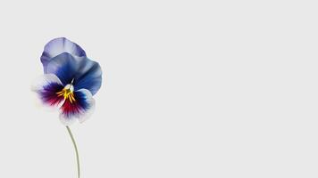 Amazing Soft Color Pansy Flower Isolated on White Background and Space for Message. . photo