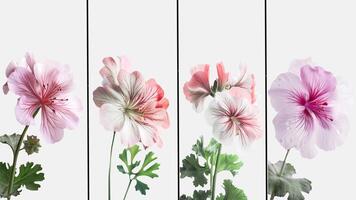 Water Droplets of Beautiful Geranios Flowers with Leaves on White Background in Four Options. Template or Vertical Banner Design. . photo