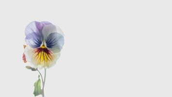 Amazing Soft Color Pansy Flower Isolated on White Background and Space for Message. . photo