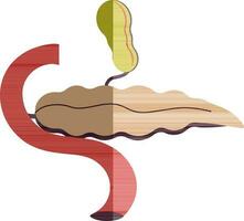 Pancreas icon of human organ in color with half shadow. vector