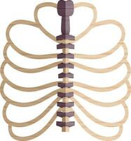 Picture of ribs inside body in half shadow for protect heart. vector