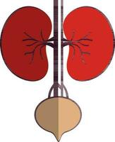 Half shadow style of kidneys icon in part of body. vector