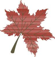 Flat illustration of a maple leaf. vector