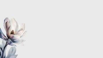 Stunning White Magnolia Flower Isolated on White Background and Space for Message. . photo