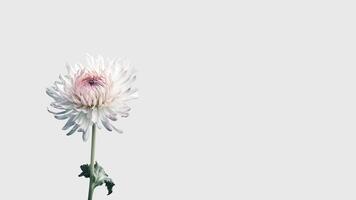 Beautiful Flowers Composition of White Mums Flower Isolated on White Background and Space for Message. Generative AI. photo