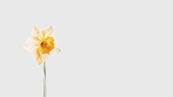 Amazing White Daffodi Flower Isolated on White Background and Space for Message. Generative AI. photo