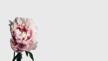 Beautiful Soft Pink Peony Flower Isolated on White Background and Space for Message. Generative AI. photo