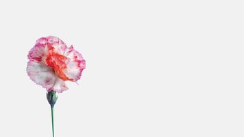 Beautiful Soft Pink Carnation Flower Isolated on White Background and Space for Message. . photo