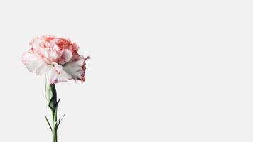 Beautiful Soft Pink Carnation Flower Isolated on White Background and Space for Message. Generative AI. photo