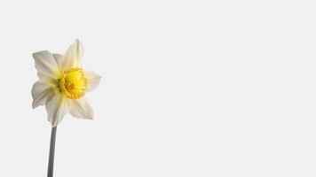 Amazing White Daffodi Flower Isolated on White Background and Space for Message. Generative AI. photo