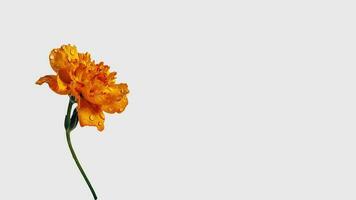 Water Droplets Orange Carnation Flower Isolated on White Background and Space for Message. Generative AI. photo