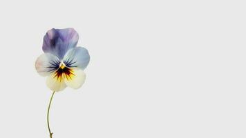 Amazing Soft Color Pansy Flower Isolated on White Background and Space for Message. Generative AI. photo