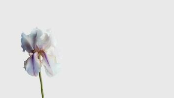 Amazing White Iris Flower Isolated on White Background and Space for Message. Generative AI. photo