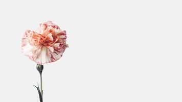 Beautiful Soft Pink Carnation Flower Isolated on White Background and Space for Message. . photo