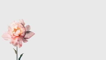 Beautiful Soft Pink Peony Flower Isolated on White Background and Space for Message. Generative AI. photo