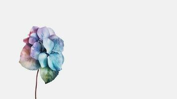 hermosa flor composición de agua gotas hortensia aislado en blanco antecedentes y espacio para mensaje. generativo ai. foto