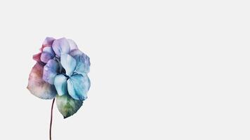 Beautiful Flower Composition of Water Droplets Hydrangea Isolated on White Background and Space for Message. . photo