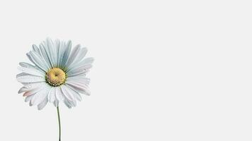 Amazing Water Droplet White Daisy Flower Isolated on White Background and Space for Message. Generative AI. photo