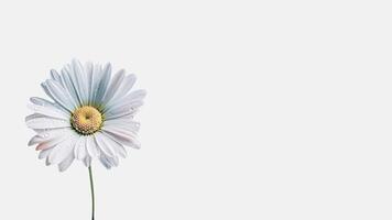 Amazing Water Droplet White Daisy Flower Isolated on White Background and Space for Message. . photo