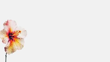 Soft Color Hibiscus Isolated on White Background and Space for Message. . photo