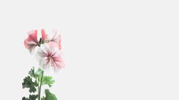 Beautiful Flowers Composition of Soft Pink Cranesbill Isolated on White Background and Space for Message. . photo