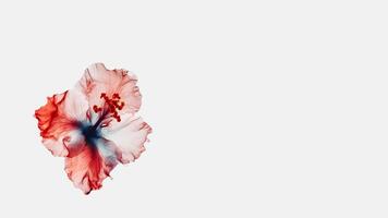 Soft Color Hibiscus Isolated on White Background and Space for Message. Generative AI. photo