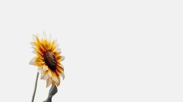 Amazing Sun Flower Flower Isolated on White Background and Space for Message. Generative AI. photo