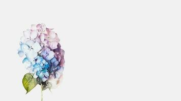 agua gotas hortensia flor aislado en blanco antecedentes y espacio para mensaje. generativo ai. foto