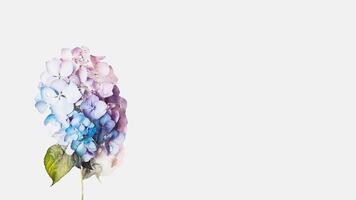 Water Droplets Hydrangea Flower Isolated on White Background and Space for Message. . photo