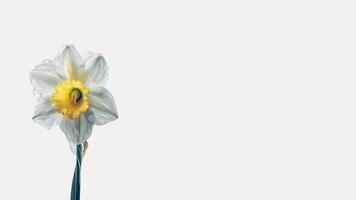 Amazing Water Droplet White Daffodi Flower on White Background and Space for Message. . photo