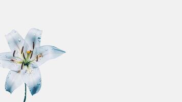 Amazing Lily Flower with Water Drops on White Background and Space for Message. . photo