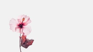 Soft Pink Hibiscus Isolated on White Background and Space for Message. . photo