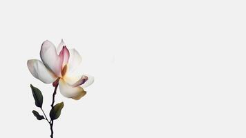 Soft Color Beautiful Magnolia Flower Isolated on White Background and Space for Message. Generative AI. photo