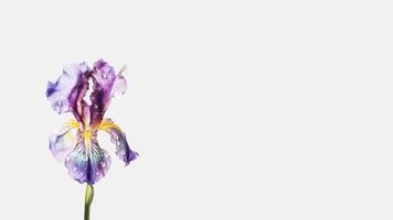 Beautiful Flowers Composition of Water Droplet Breaded Iris Isolated on White Background and Space for Message. Generative AI. photo