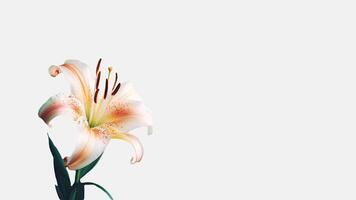 Amazing Lily Flower Isolated on White Background and Space for Message. . photo