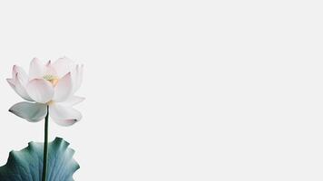 Amazing White Lotus Flower Isolated on White Background and Space for Message. . photo