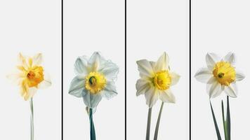 Set of Blossom Daffodil Flower Drawing Vertical Template or Card Design with Space for Message. Generative AI. photo