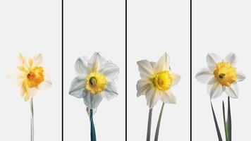 Set of Blossom Daffodil Flower Drawing Vertical Template or Card Design with Space for Message. . photo